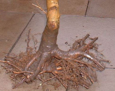 Acer campestre field grown